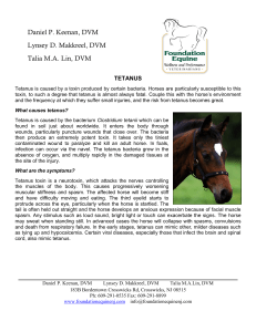 Tetanus - Foundation Equine