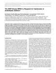 The MAP Kinase MPK4 Is Required for Cytokinesis in