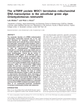 The mTERF protein MOC1 terminates mitochondrial DNA