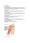 Biceps Tendonitis What is Biceps tendonitis? Tendons connect