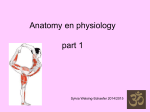 Anatomie en Fysiologie Vinyasa 300 TT deel 1