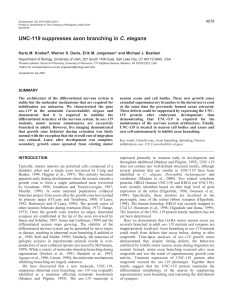UNC-119 suppresses axon branching