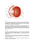 Antaomy of the eye - IHMC Public Cmaps (3)