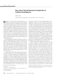 Hear, Hear! Thyroid Hormone Transporters in Cochlear Development