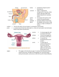 testes = production of sperm and of testosterone scrotum = helps to