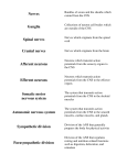 Nerves Ganglia Spinal nerves Cranial nerves Afferent neurons