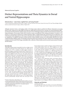 Distinct Representations and Theta Dynamics in Dorsal and Ventral