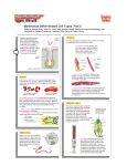 Mammalian Differentiated Cell Types, Part 2