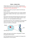 Genetics Summary Notes