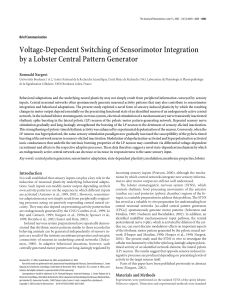 Voltage-Dependent Switching of Sensorimotor Integration by a