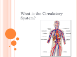 What is the Circulatory System?