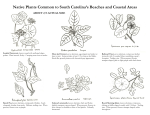 South Carolina Native Plant Society: Identifying Beach Vitex