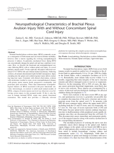 Neuropathological Characteristics of Brachial Plexus Avulsion Injury