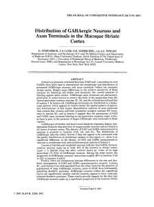 Distribution of GABAergic neurons and axon terminals in the