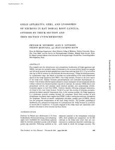 golgi apparatus, gerl, and lysosomes of neurons in rat dorsal root