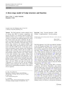 A three-stage model of Golgi structure and function