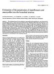 Evaluation of the penetration ofciprofloxacin and