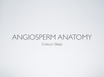Angiosperm Anatomy Slideshow