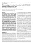 Selenocysteine insertion directed by the 3′