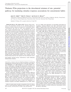 Thalamic POm projections to the dorsolateral striatum of rats