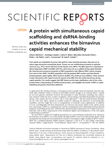 A protein with simultaneous capsid scaffolding and dsRNA