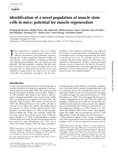 Identification of a novel population of muscle stem cells in mice