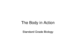 The Body in Action - Glasgow Gaelic School