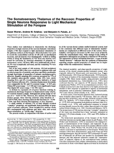 Properties of Single Neurons Responsive to Light Mechanical