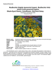 Rudbeckia hirta - PlantSomething Colorado