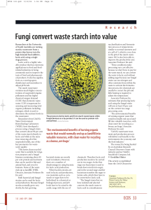 Fungi convert waste starch into value