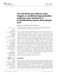 The Xanthomonas effector XopJ triggers a conditional