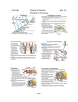 slides in pdf format