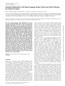 Functional Organization of the Neural Language System: Dorsal and