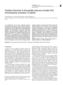 Tertiary trisomics in the garden pea as a model of B chromosome