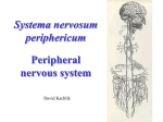 Spinal nerves 1