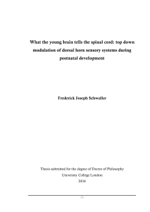 What the young brain tells the spinal cord: top down modulation of