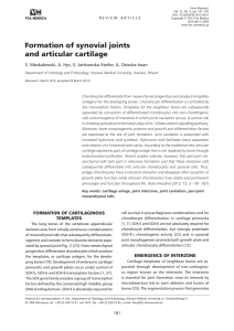Formation of synovial joints and articular cartilage