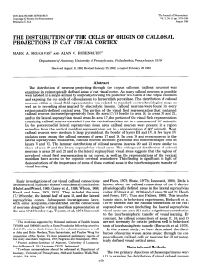 the distribution of the cells of origin of callosal projections in cat