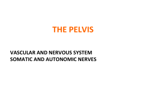 the pelvis