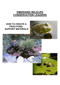 Create a Frog Pond