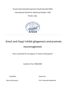 PhD Thesis - Laboratory of Cerebral Cortex Development