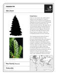 Vanishing Acts Resource Guide Abies fraseri