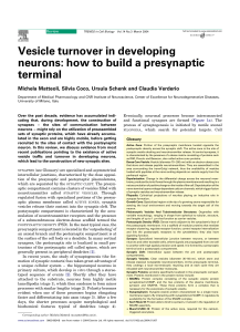 Vesicle turnover in developing neurons: how to build a - LIRA-Lab