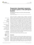 Temperature-dependent expression of virulence genes in fish