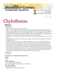 Chylothorax - Joondalup Vet