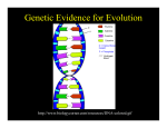 Genetic Evidence for Evolution