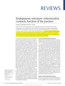 Endoplasmic reticulum–mitochondria contacts: function of the junction