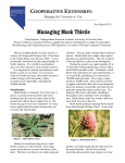 Managing Musk Thistle - University of Nevada Cooperative Extension