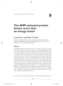 9 The AMP-activated protein kinase: more than an energy sensor