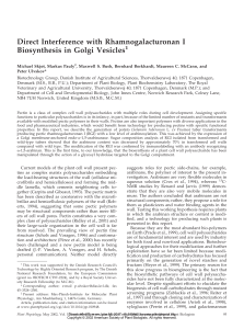 Direct Interference with Rhamnogalacturonan I Biosynthesis in Golgi